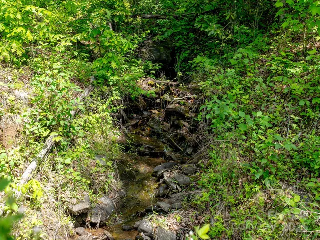 a view of a forest with a tree