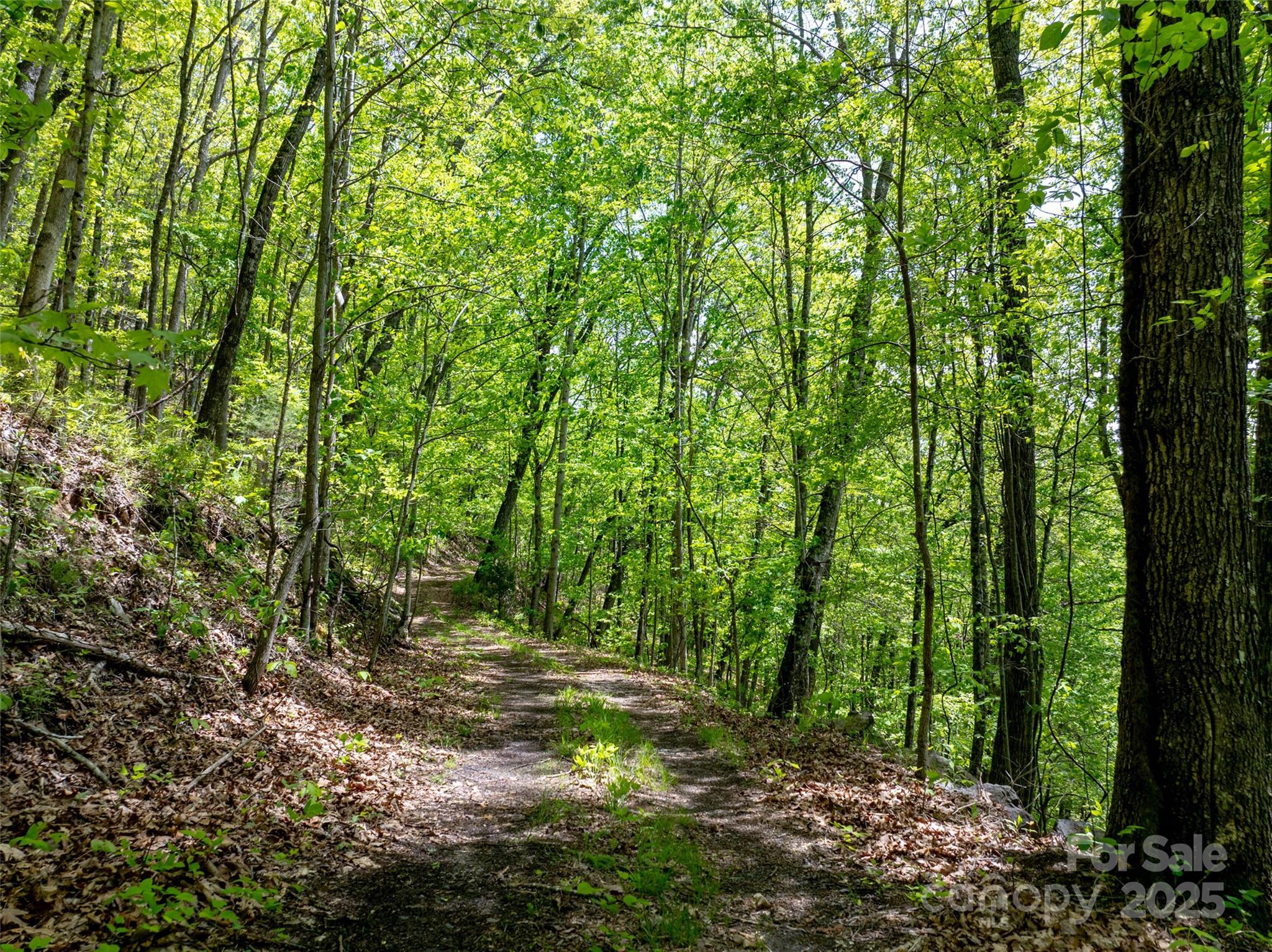 444 Woodring Cemetery Road Tuckasegee, NC 28783 - Photo 5 of 32 a view of outdoor space and trees