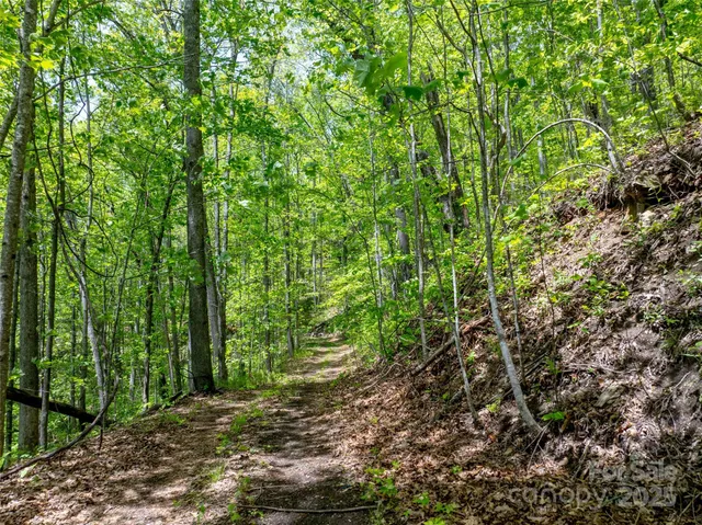 a view of a yard with plants and large trees