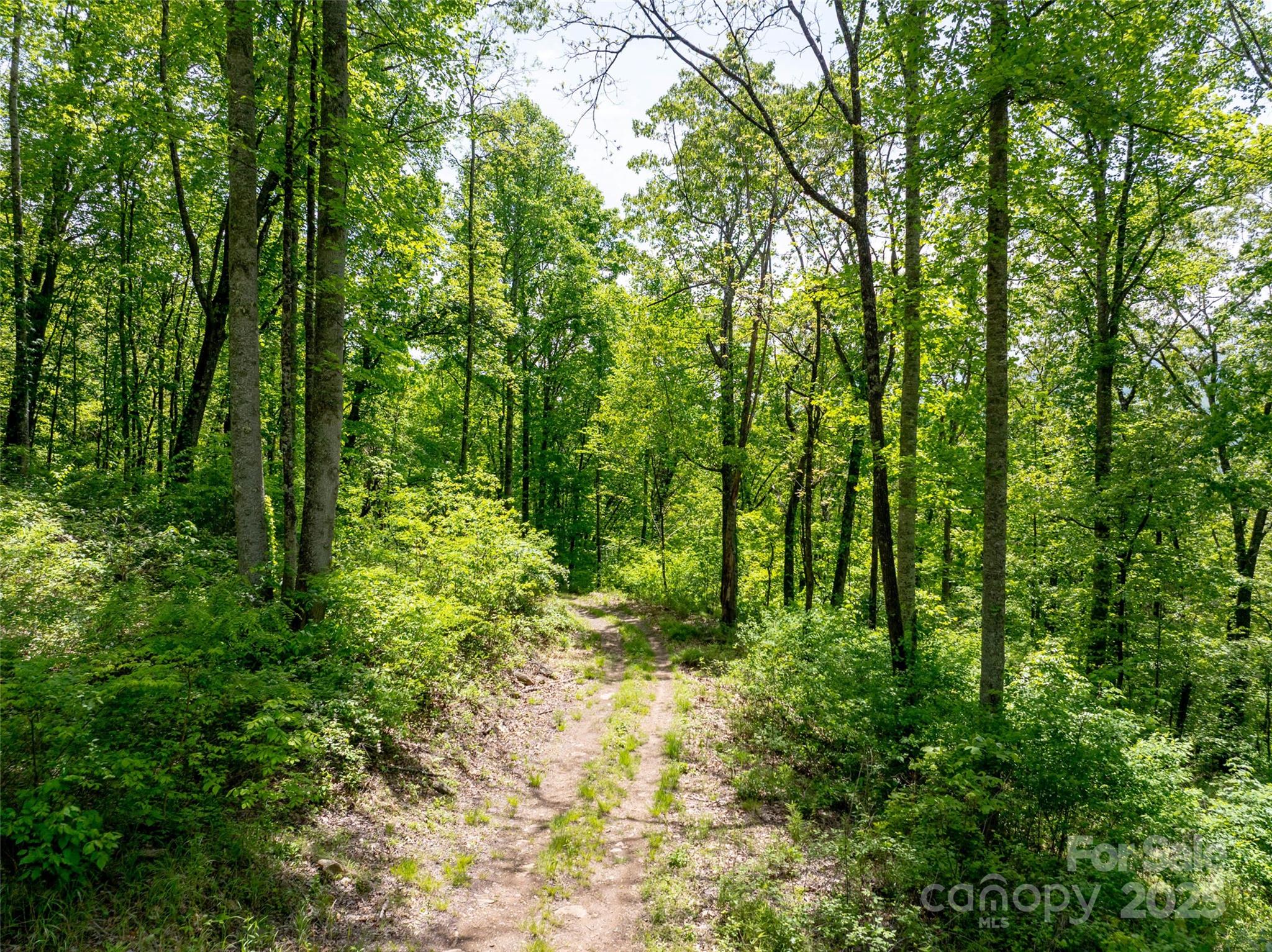 444 Woodring Cemetery Road Tuckasegee, NC 28783 - Photo 7 of 32 a view of outdoor space and trees all around