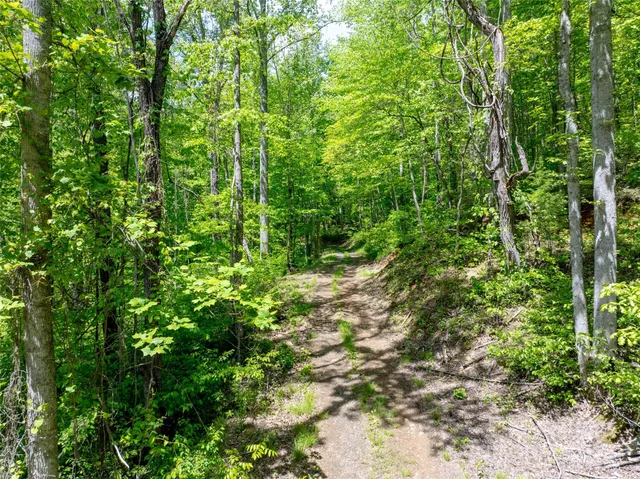 a view of a lush green forest