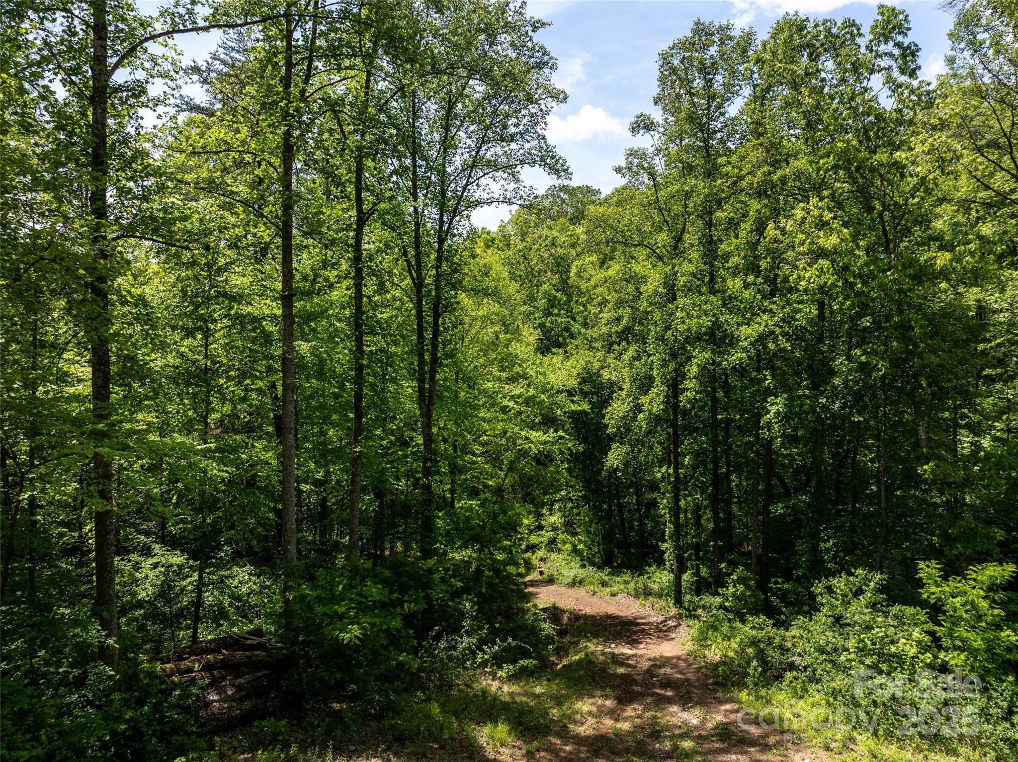 444 Woodring Cemetery Road Tuckasegee, NC 28783 - Photo 9 of 32 a view of a forest with trees