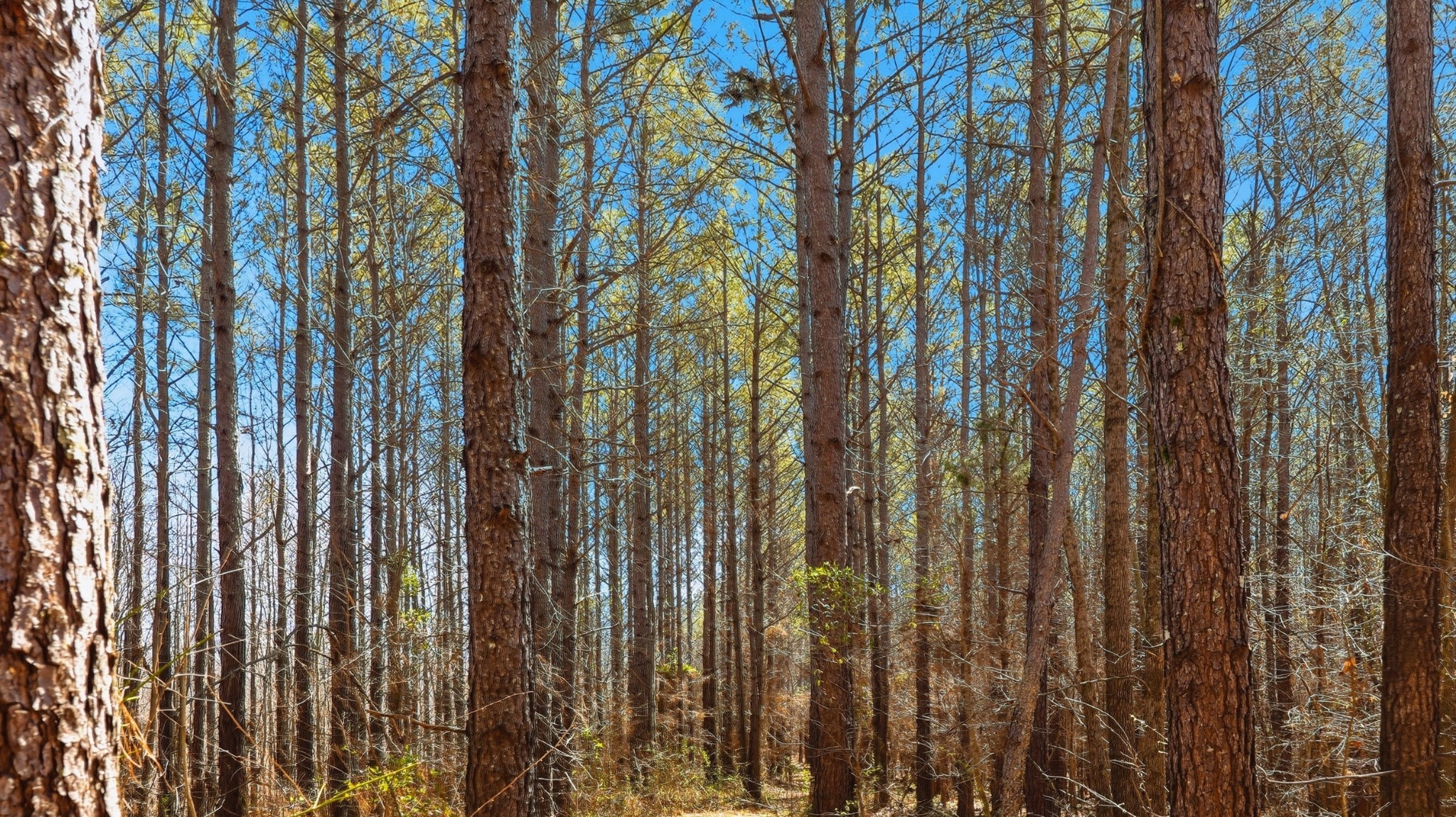 0 Fowler Road Beech Bluff, TN 38313 - Photo 11 of 21