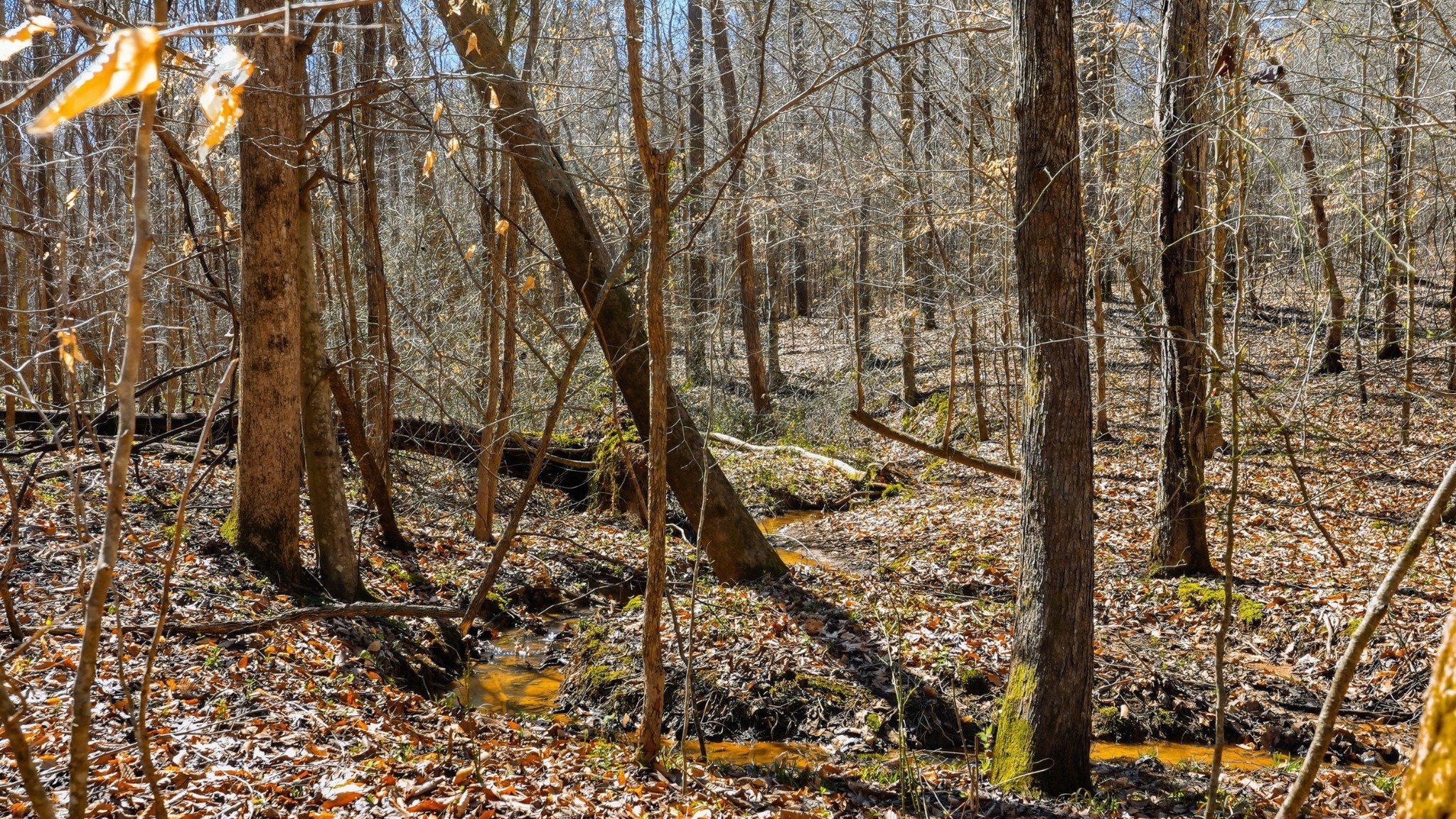 0 Fowler Road Beech Bluff, TN 38313 - Photo 13 of 21