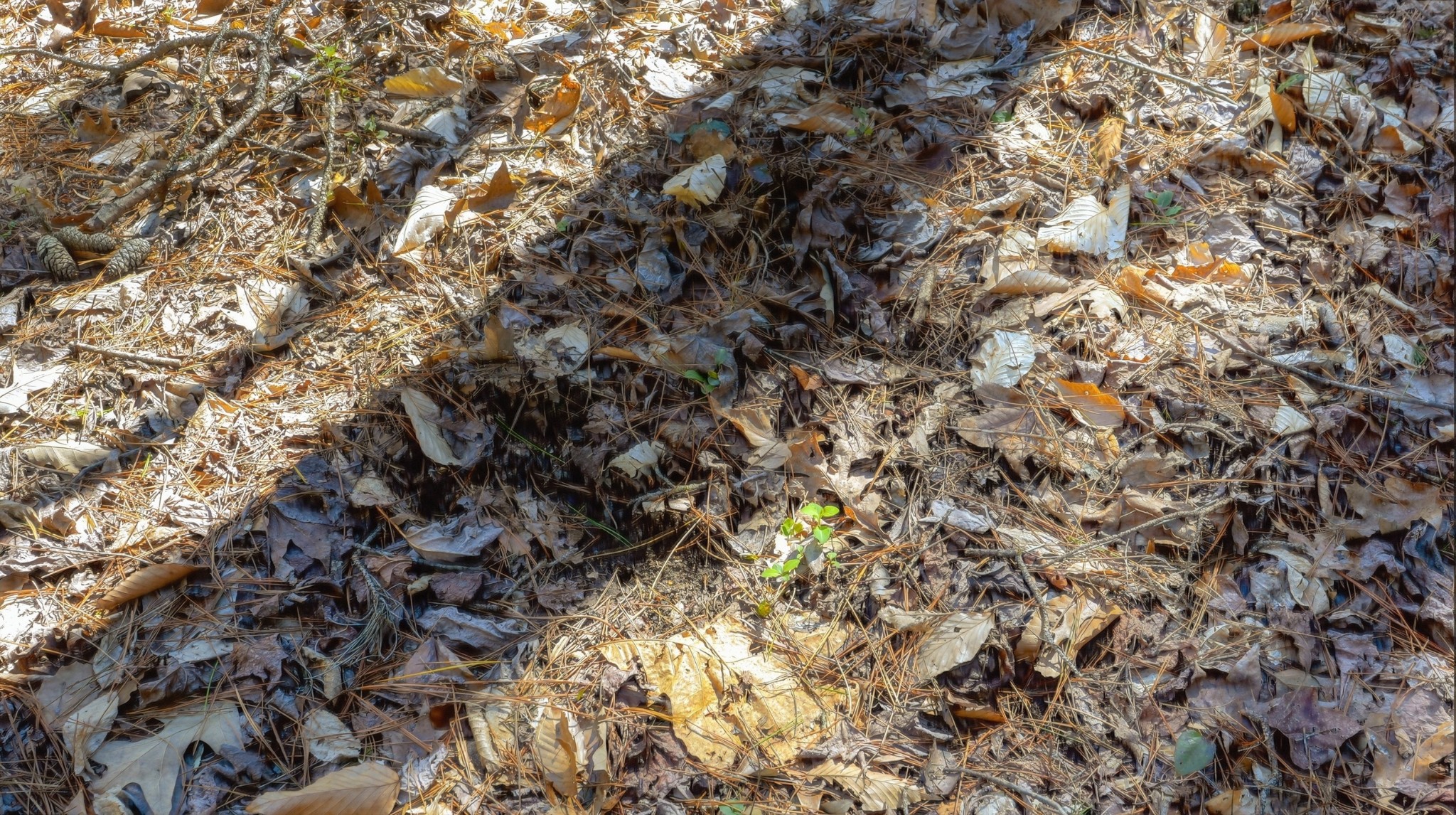 0 Fowler Road Beech Bluff, TN 38313 - Photo 14 of 21