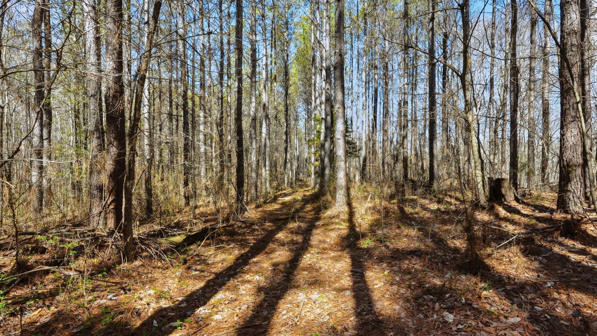 0 Fowler Road Beech Bluff, TN 38313 - Photo 17 of 21