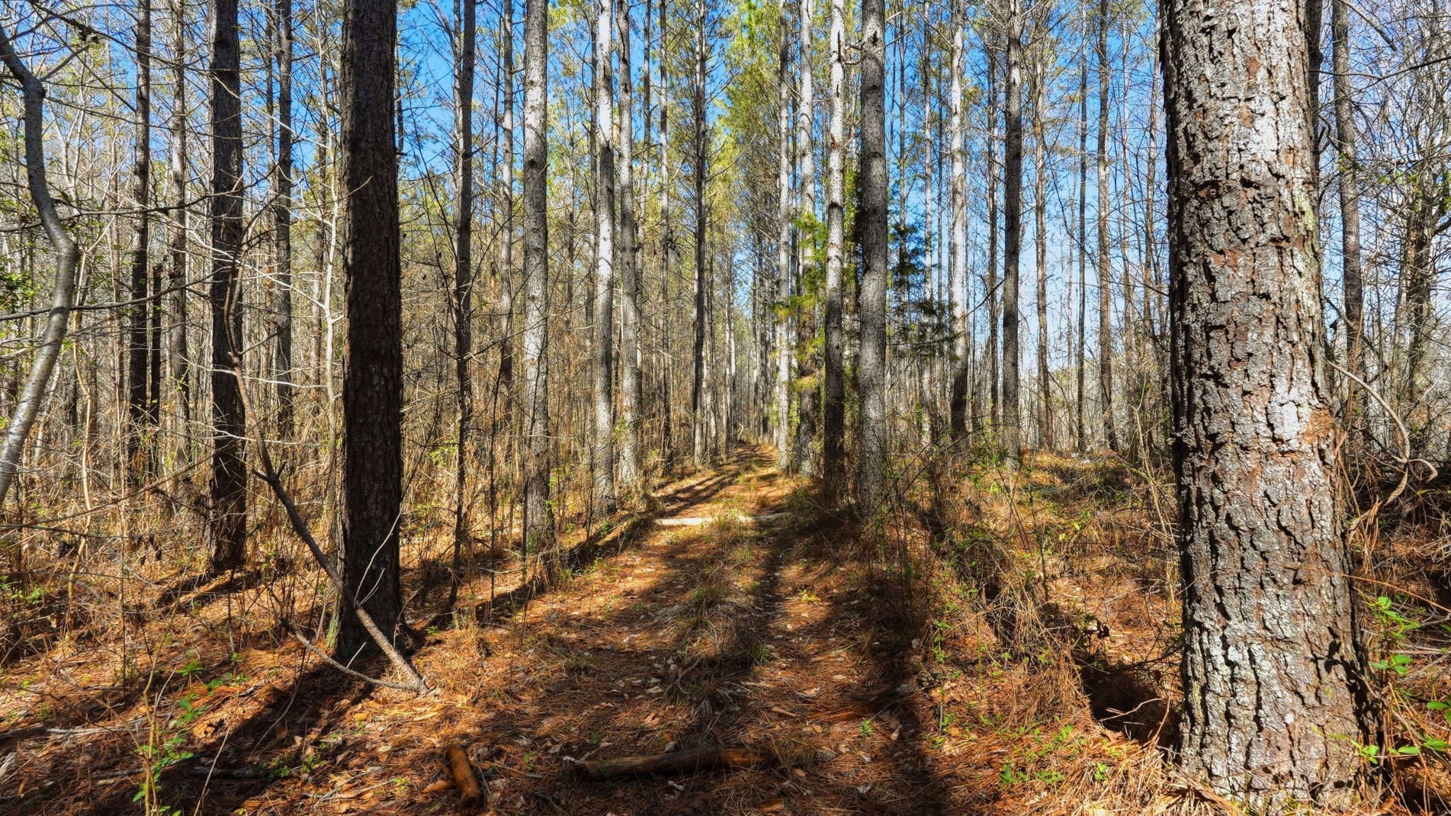 0 Fowler Road Beech Bluff, TN 38313 - Photo 2 of 21