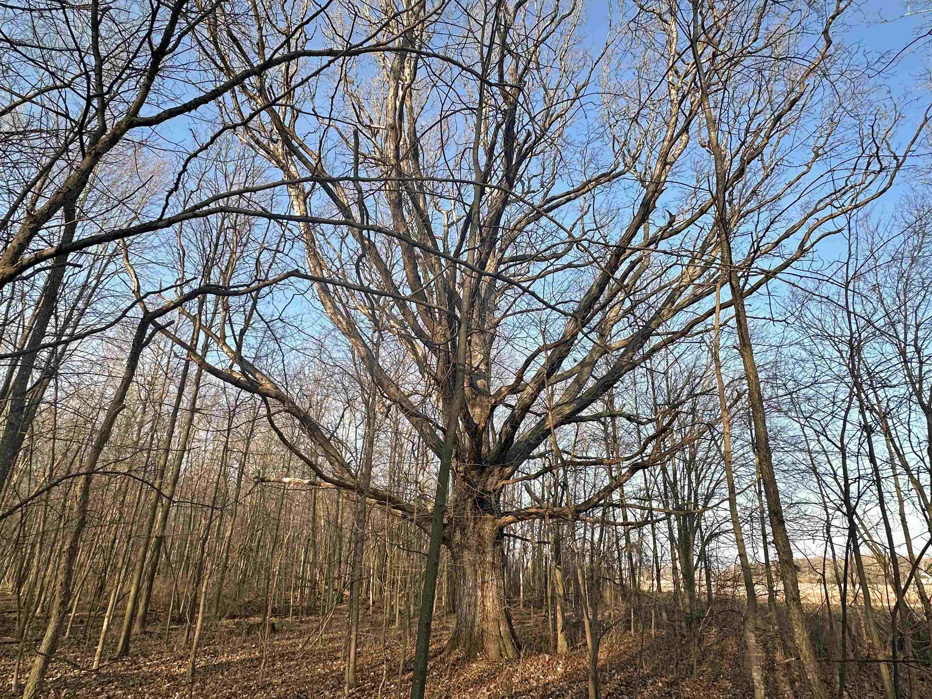 Volkmer Vl Road Chesaning, MI 48616 - Photo 10 of 15 Gallery Image 10