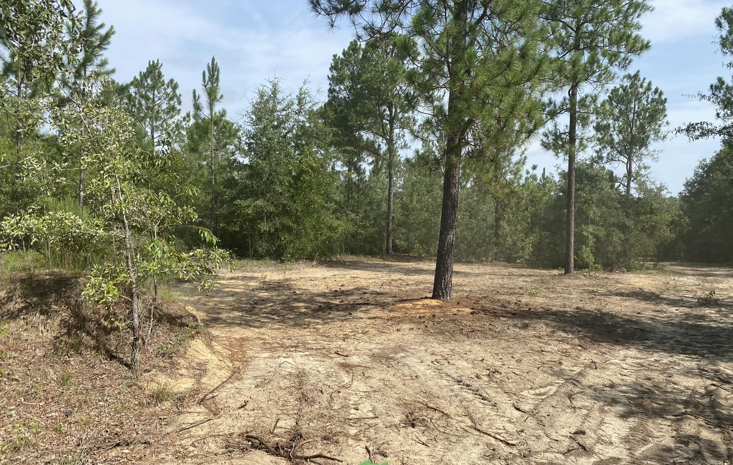 14-acres 14-acres Pearl Bonnet Road Windsor, SC 29856 - Photo 4 of 10