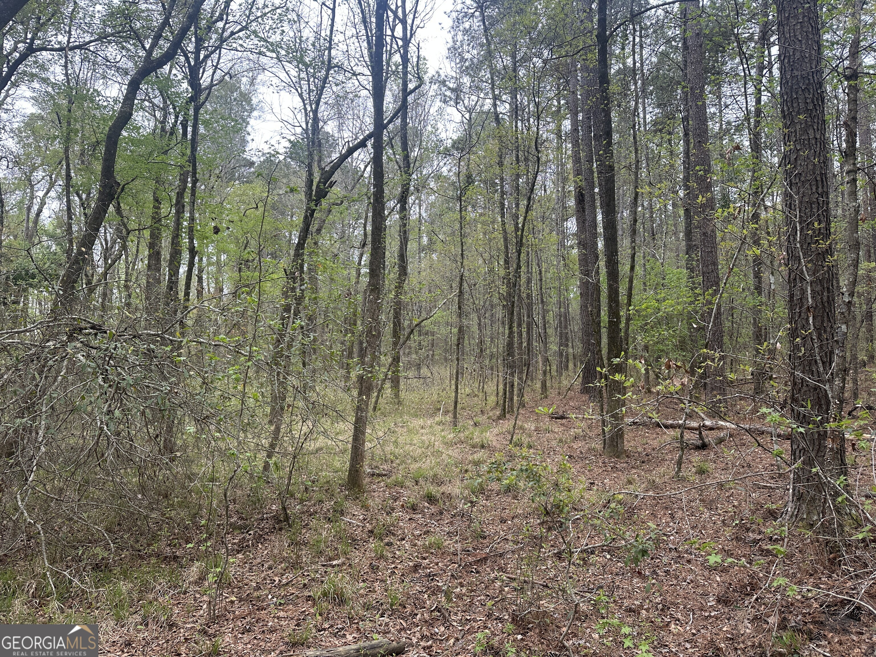 0 Fred Chance Road Millen, GA 30442 - Photo 6 of 19