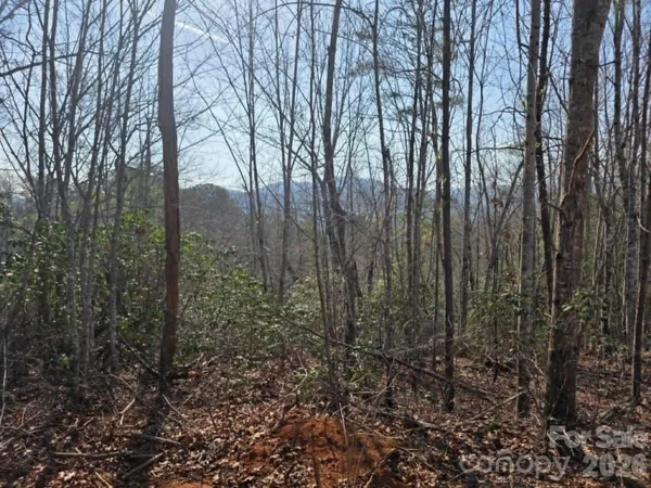 a view of a forest