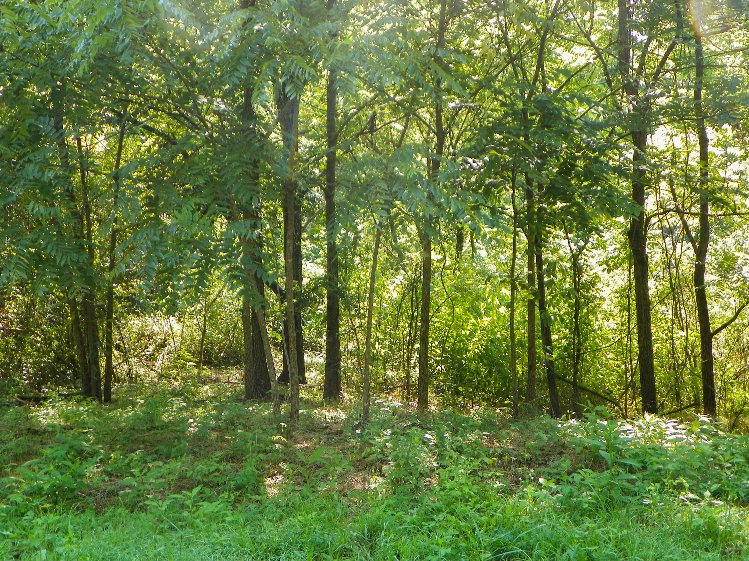 5.01 Bogard Road Cosby, TN 37722 - Photo 1 of 18 BogardRoad (16 of 18)