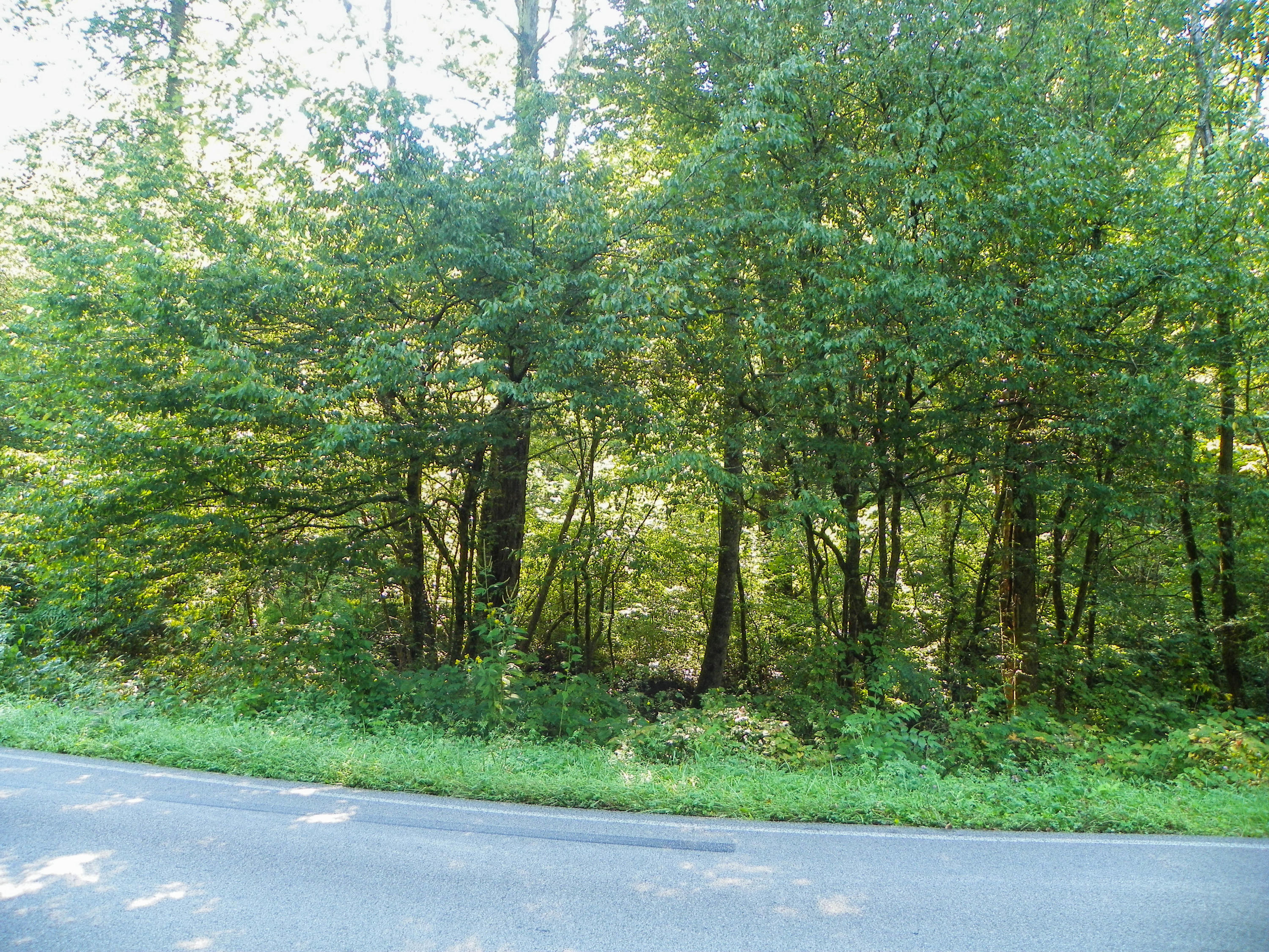 5.01 Bogard Road Cosby, TN 37722 - Photo 14 of 18 BogardRoad (12 of 18)