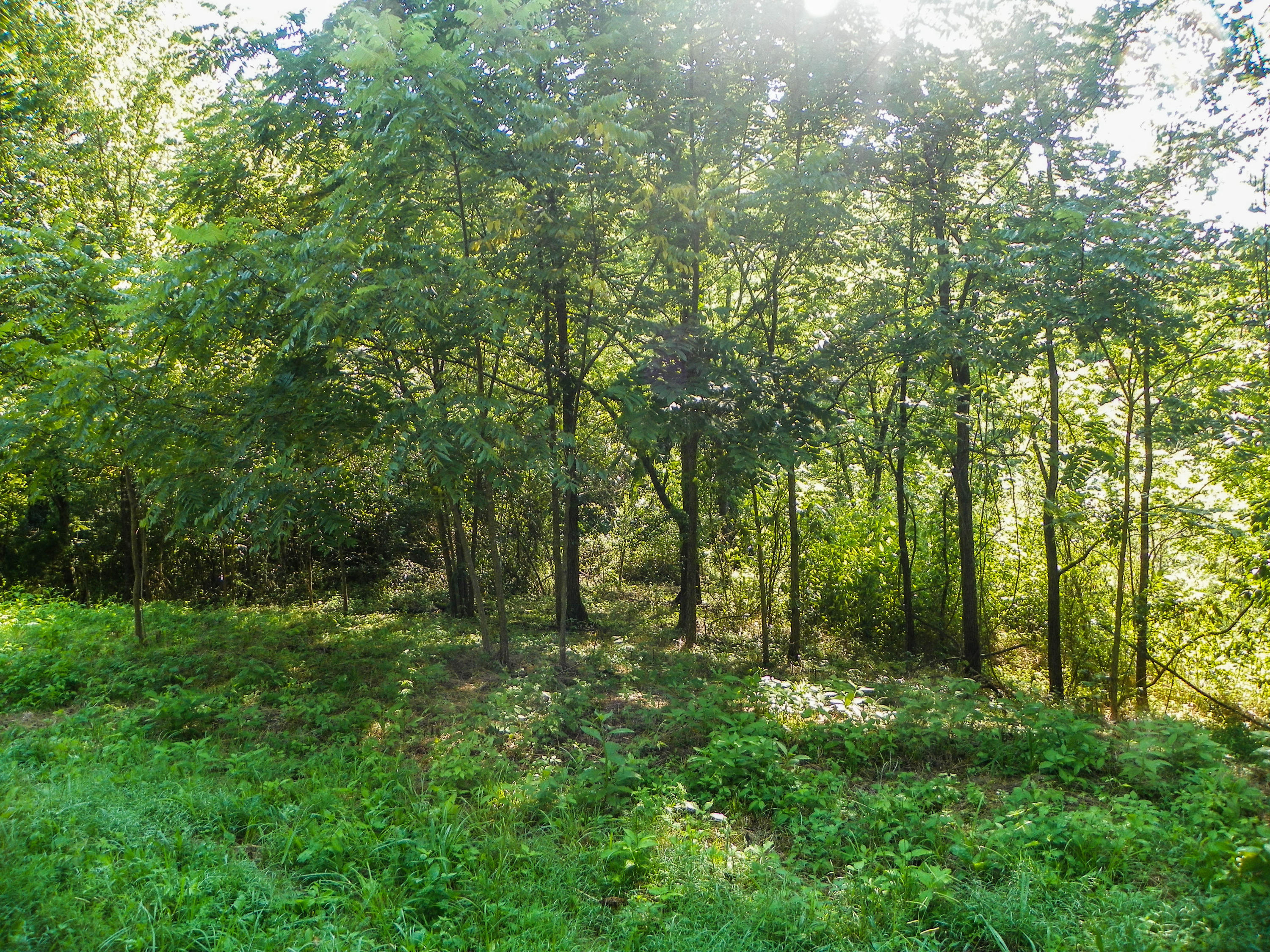5.01 Bogard Road Cosby, TN 37722 - Photo 17 of 18 BogardRoad (18 of 18)