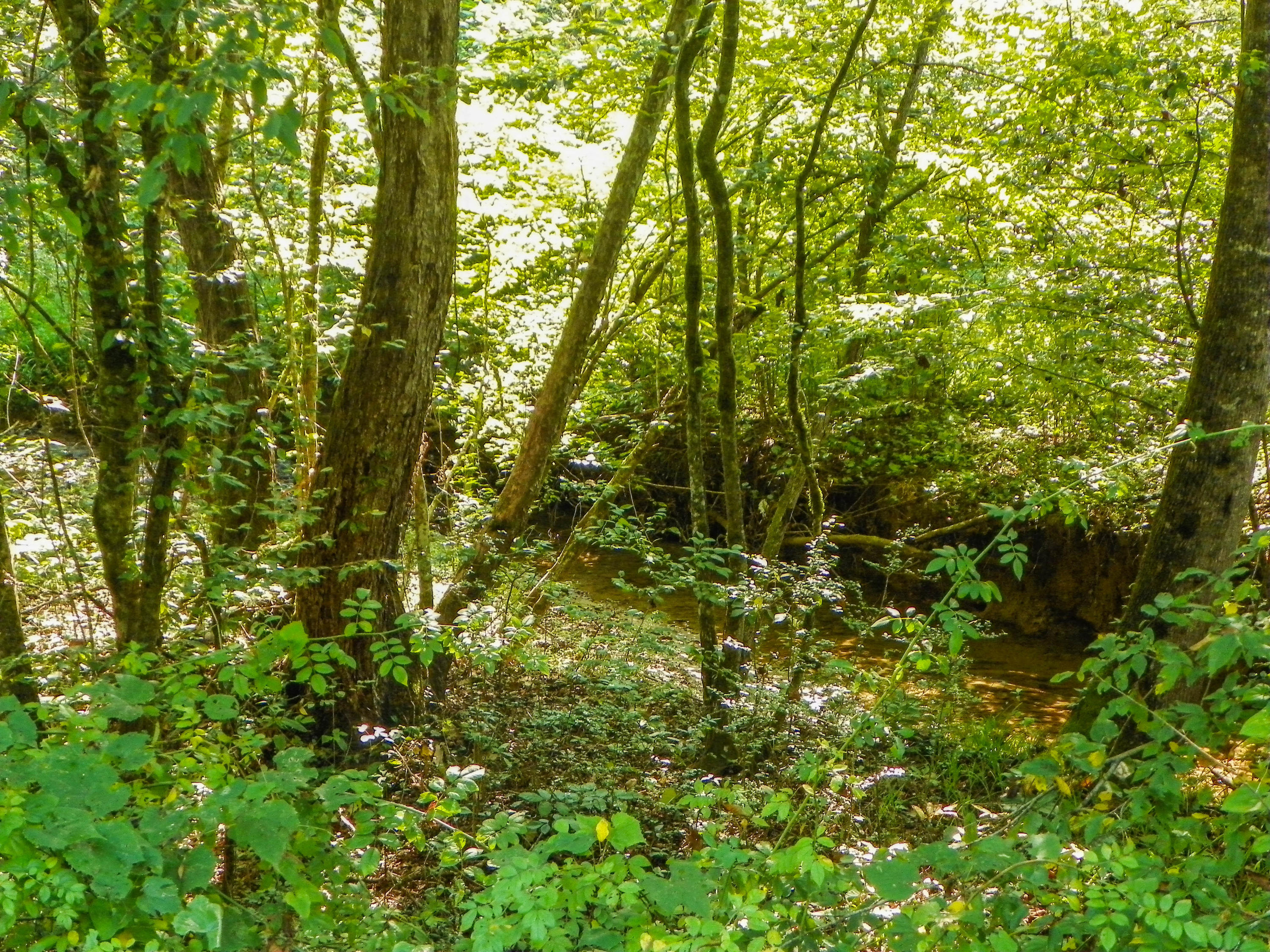 5.01 Bogard Road Cosby, TN 37722 - Photo 6 of 18 BogardRoad (4 of 18)