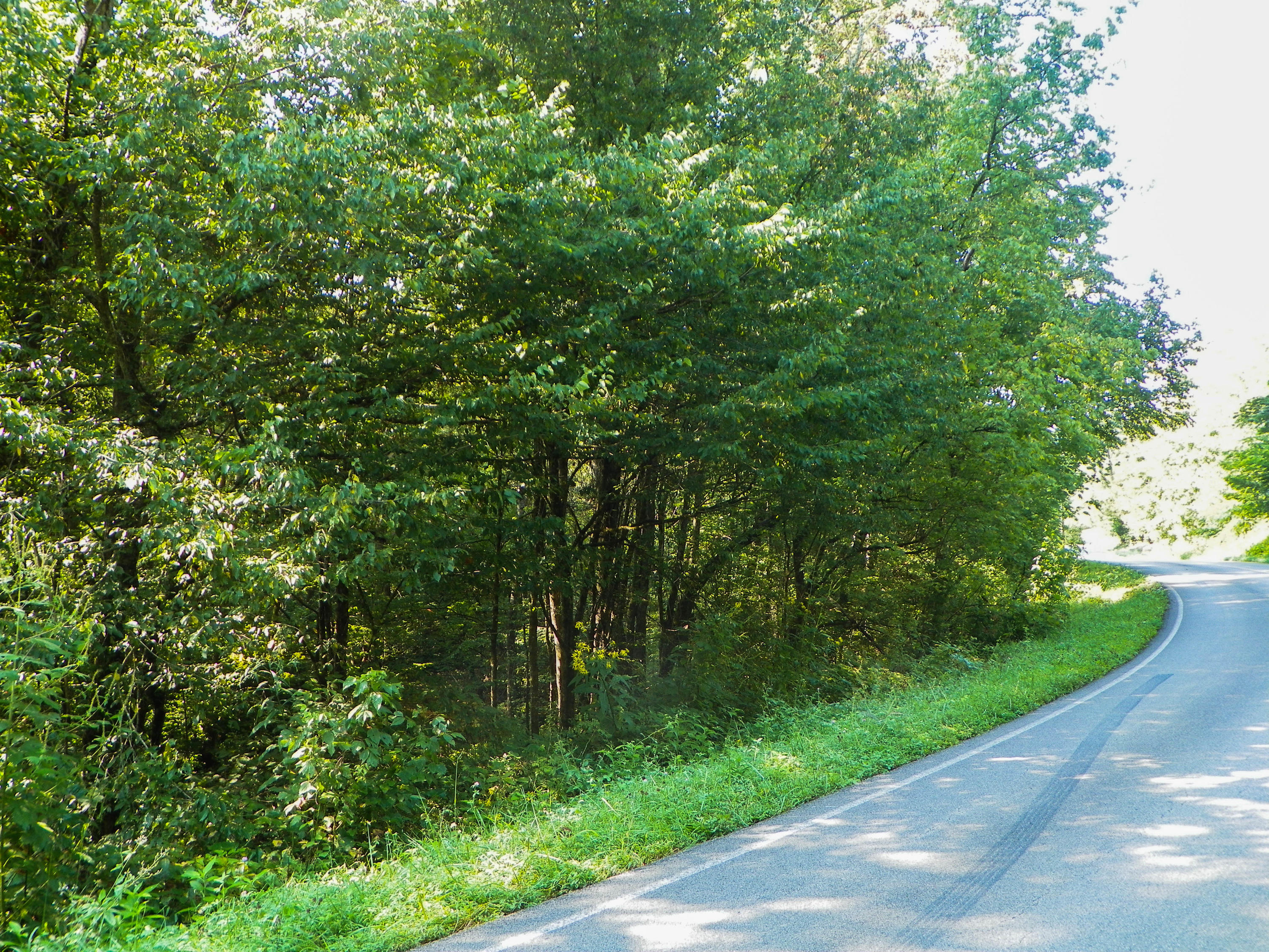 5.01 Bogard Road Cosby, TN 37722 - Photo 8 of 18 BogardRoad (6 of 18)