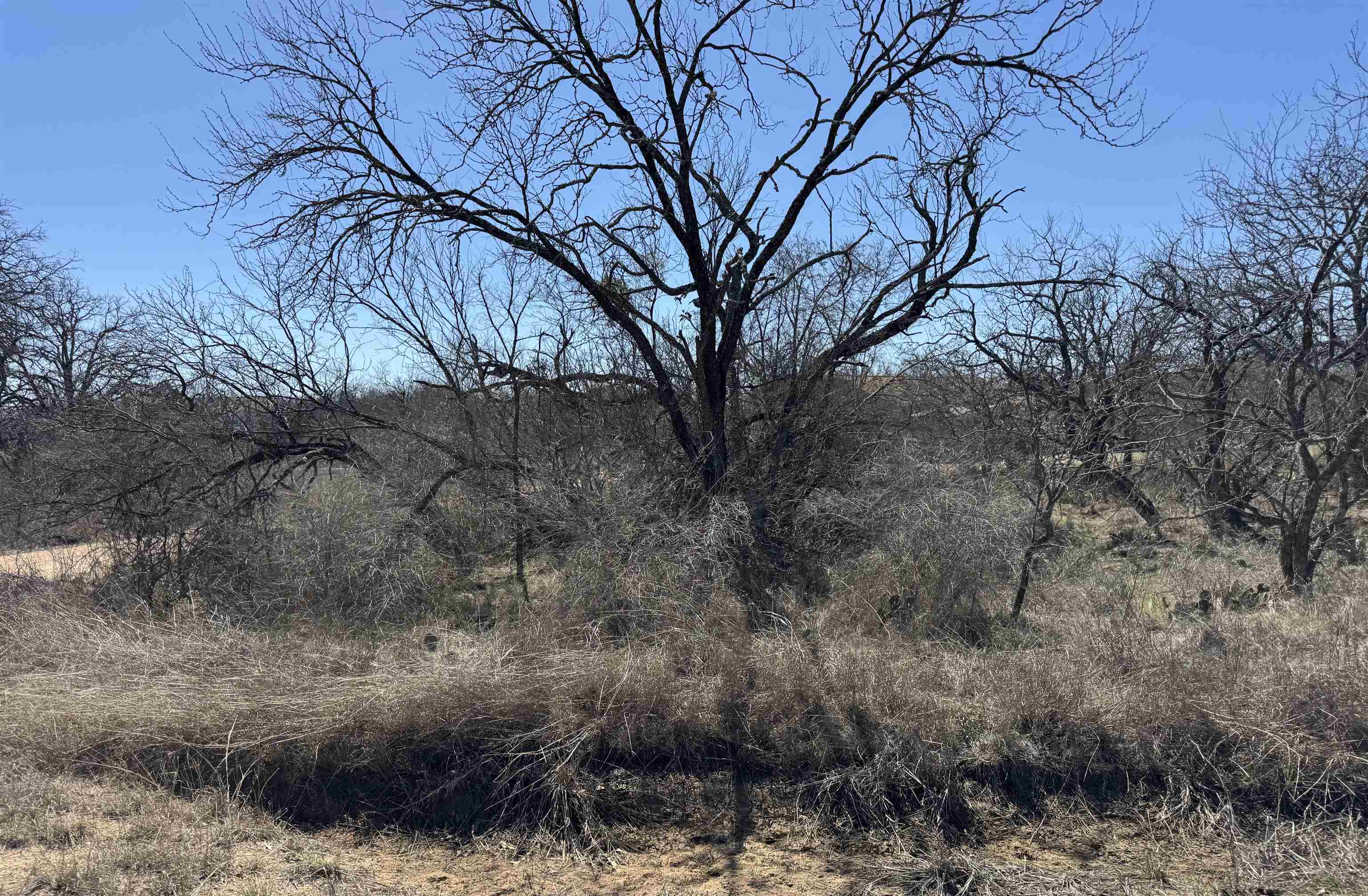 Lot 102 Ridgemont Kingsland, TX 78639 - Photo 3 of 5 a backyard of a house with lots of trees