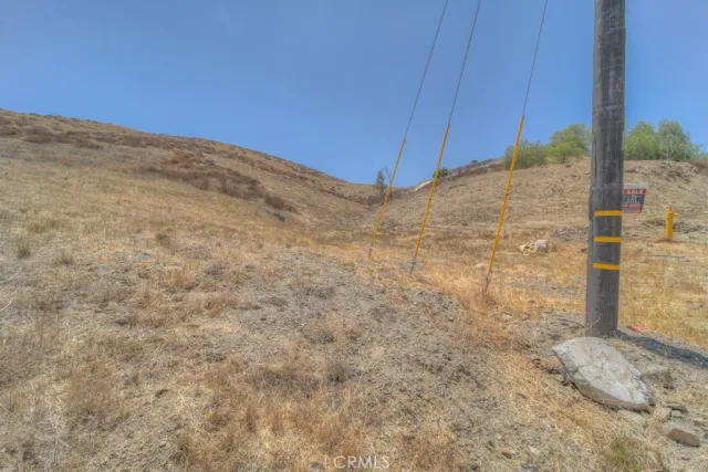 a view of tall trees