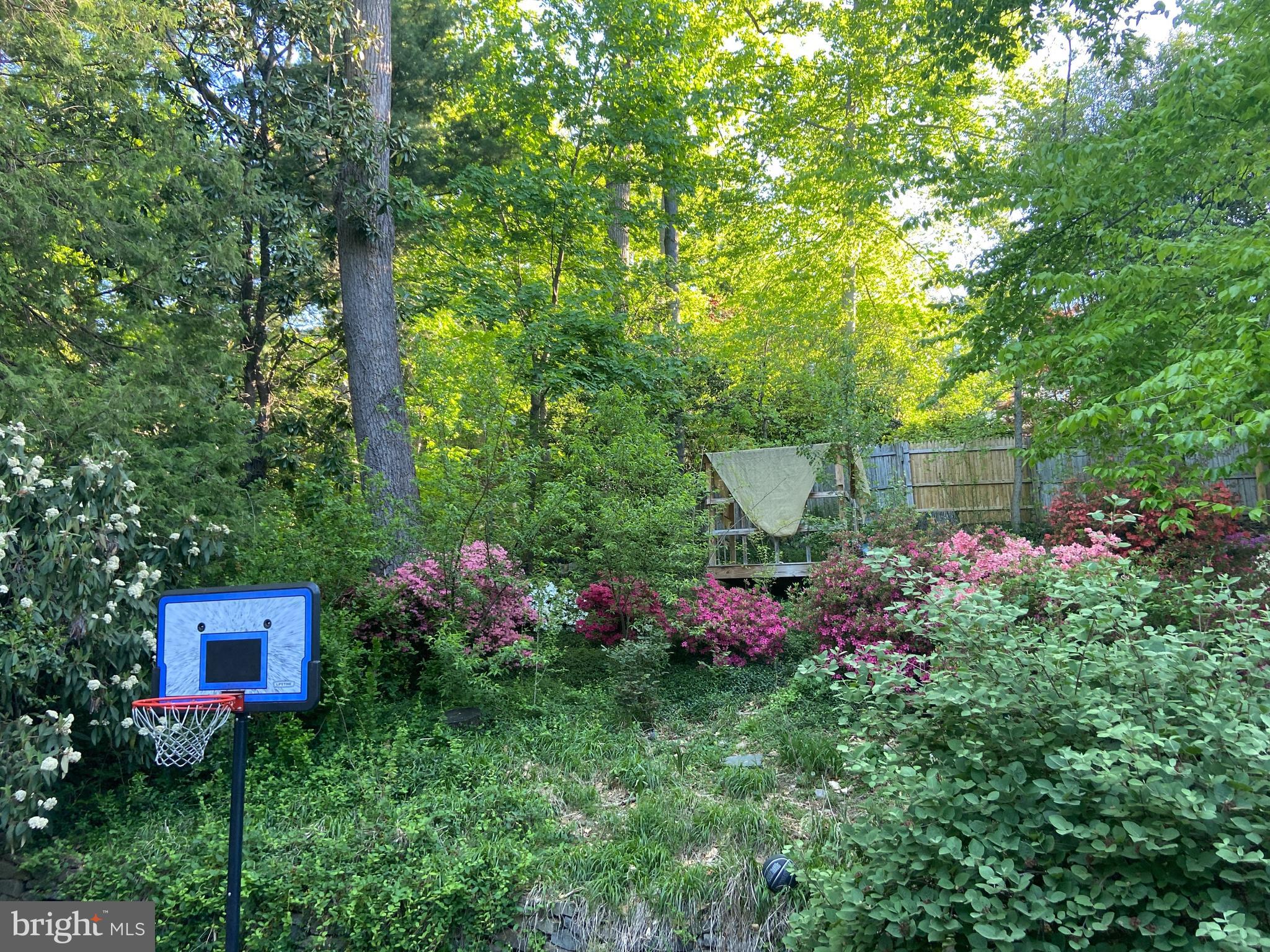 3017 Cleveland Avenue Northwest Washington, DC 20008 - Photo 32 of 36 with a great tree house