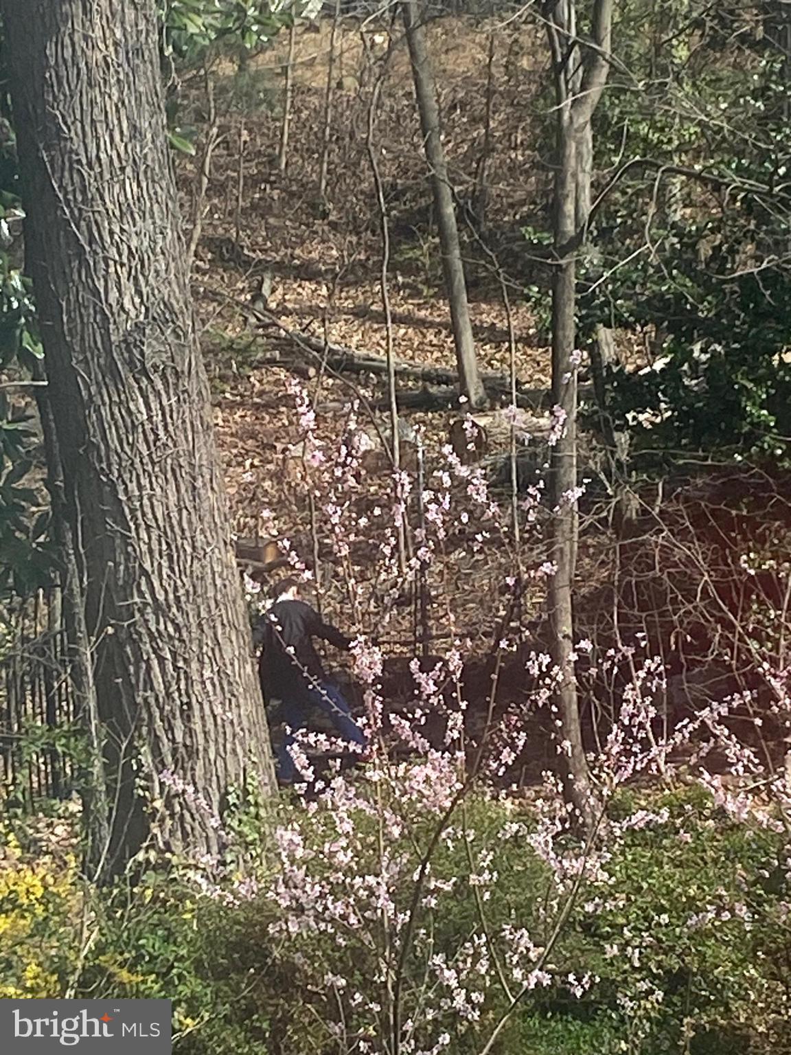 3017 Cleveland Avenue Northwest Washington, DC 20008 - Photo 34 of 36