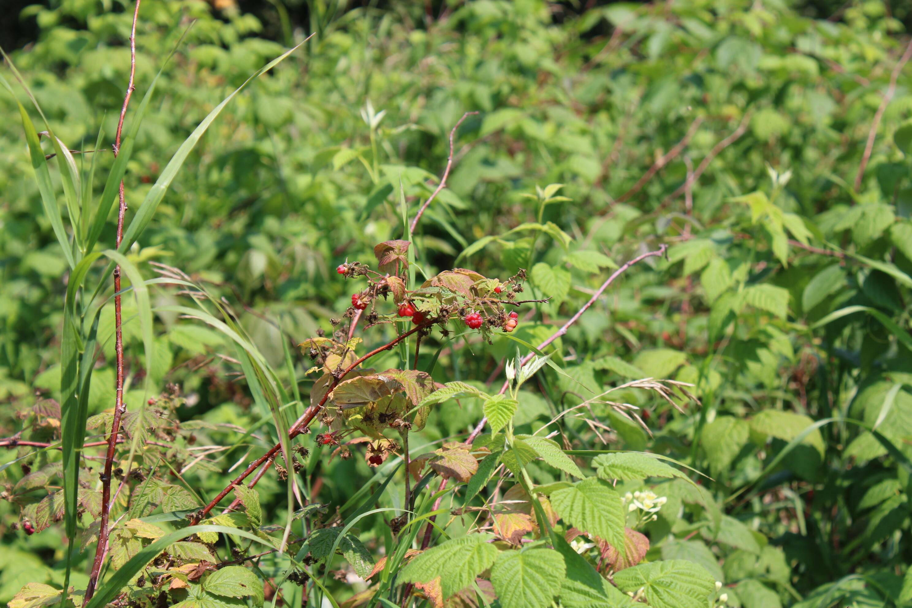 2838 West Trask Lake Road Barton City, MI 48705 - Photo 36 of 72 IMG_4822