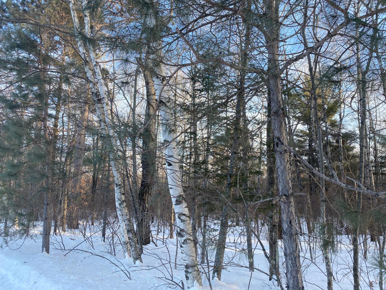Lot 3 Browns Road Rhinelander, WI 54501 - Photo 2 of 2 Gallery Image 2