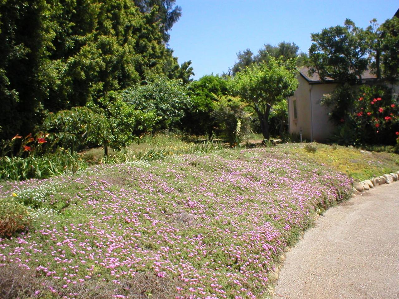 7440 Shepard Mesa Road Carpinteria, CA 93013 - Photo 4 of 8 Side yard