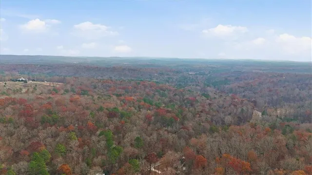 a view of a forest with a tree