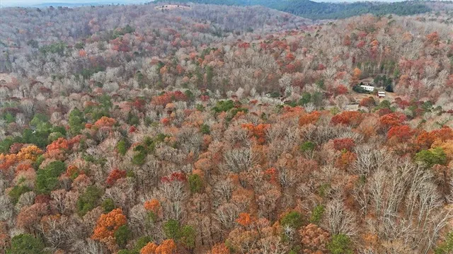 a view of a lake in middle of forest