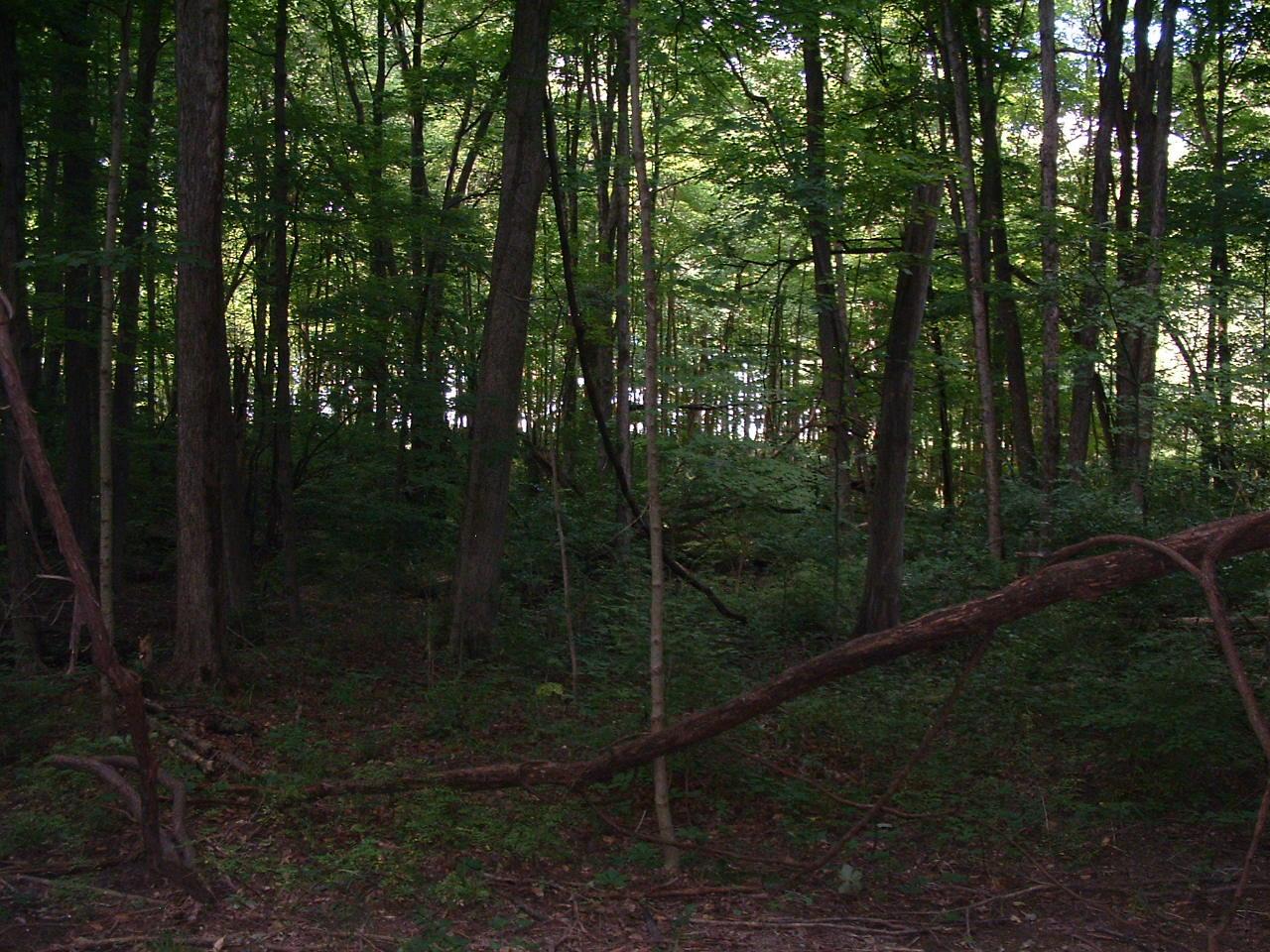 9311 Jug St Road Northwest Pataskala, OH 43062 - Photo 74 of 83 DSCF0056