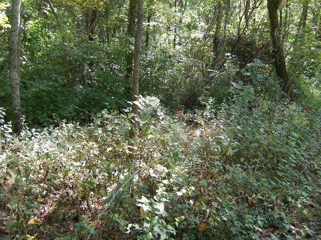 0 Sugar Ridge Road Spring Hill, TN 37174 - Photo 19 of 32 a view of a forest with a tree