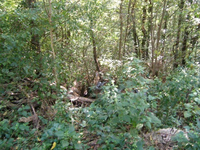 0 Sugar Ridge Road Spring Hill, TN 37174 - Photo 20 of 32 a view of a forest with a tree