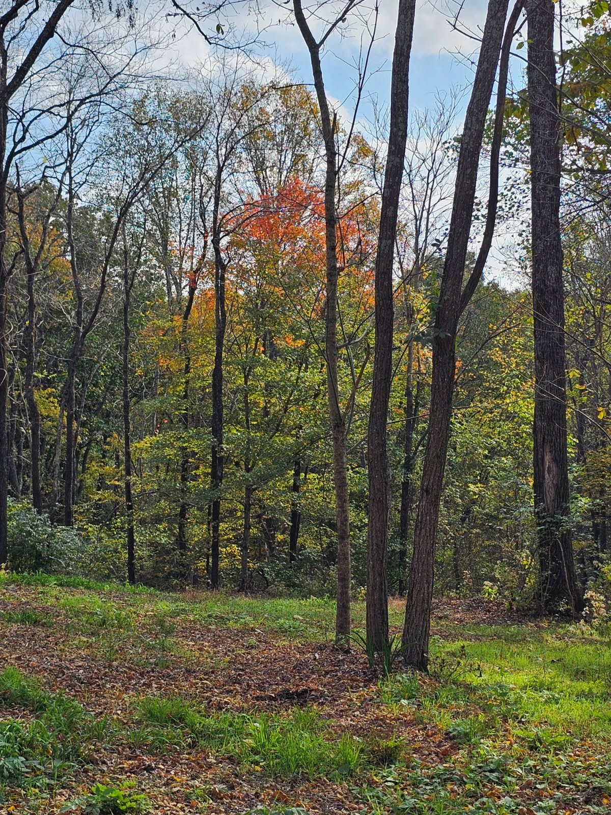 0 Sugar Ridge Road Spring Hill, TN 37174 - Photo 2 of 32 a view of outdoor space and green space