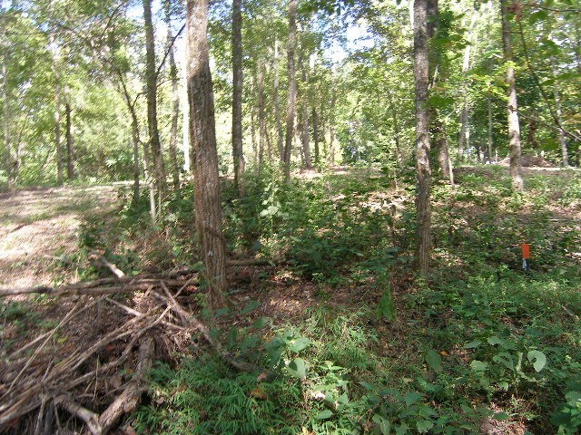 0 Sugar Ridge Road Spring Hill, TN 37174 - Photo 22 of 32 a view of forest