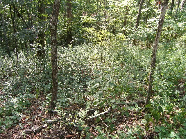 0 Sugar Ridge Road Spring Hill, TN 37174 - Photo 23 of 32 a view of a lush green forest