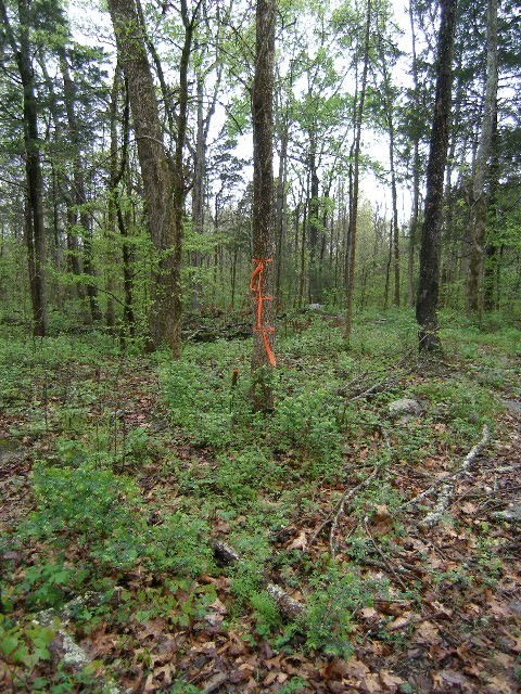0 Sugar Ridge Road Spring Hill, TN 37174 - Photo 24 of 32 a view of a forest with trees in the background