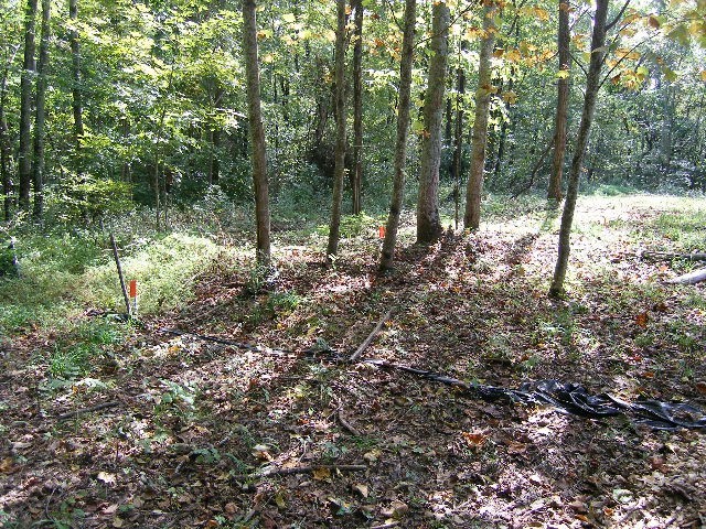 0 Sugar Ridge Road Spring Hill, TN 37174 - Photo 25 of 32 a view of a forest with trees