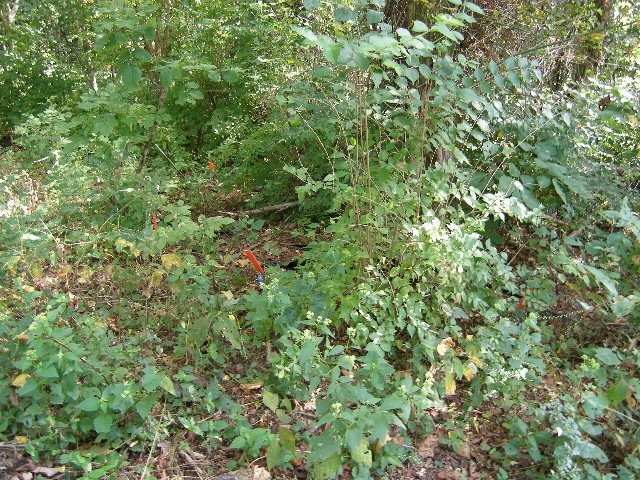 0 Sugar Ridge Road Spring Hill, TN 37174 - Photo 26 of 32 a view of a lush green forest