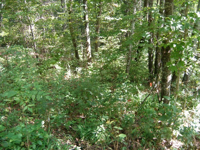 0 Sugar Ridge Road Spring Hill, TN 37174 - Photo 27 of 32 a view of a lush green forest