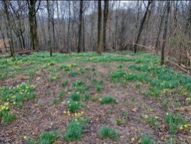 0 Sugar Ridge Road Spring Hill, TN 37174 - Photo 28 of 32 a view of a yard with large trees