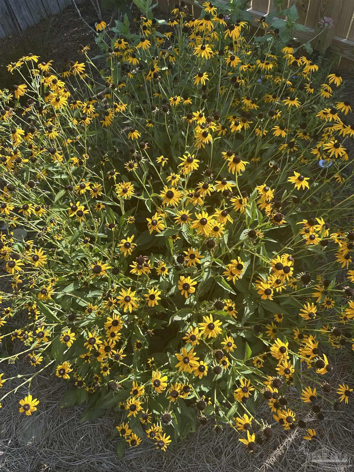 7305 Farmers Road Pensacola, FL 32526 - Photo 40 of 47 a view of a tree