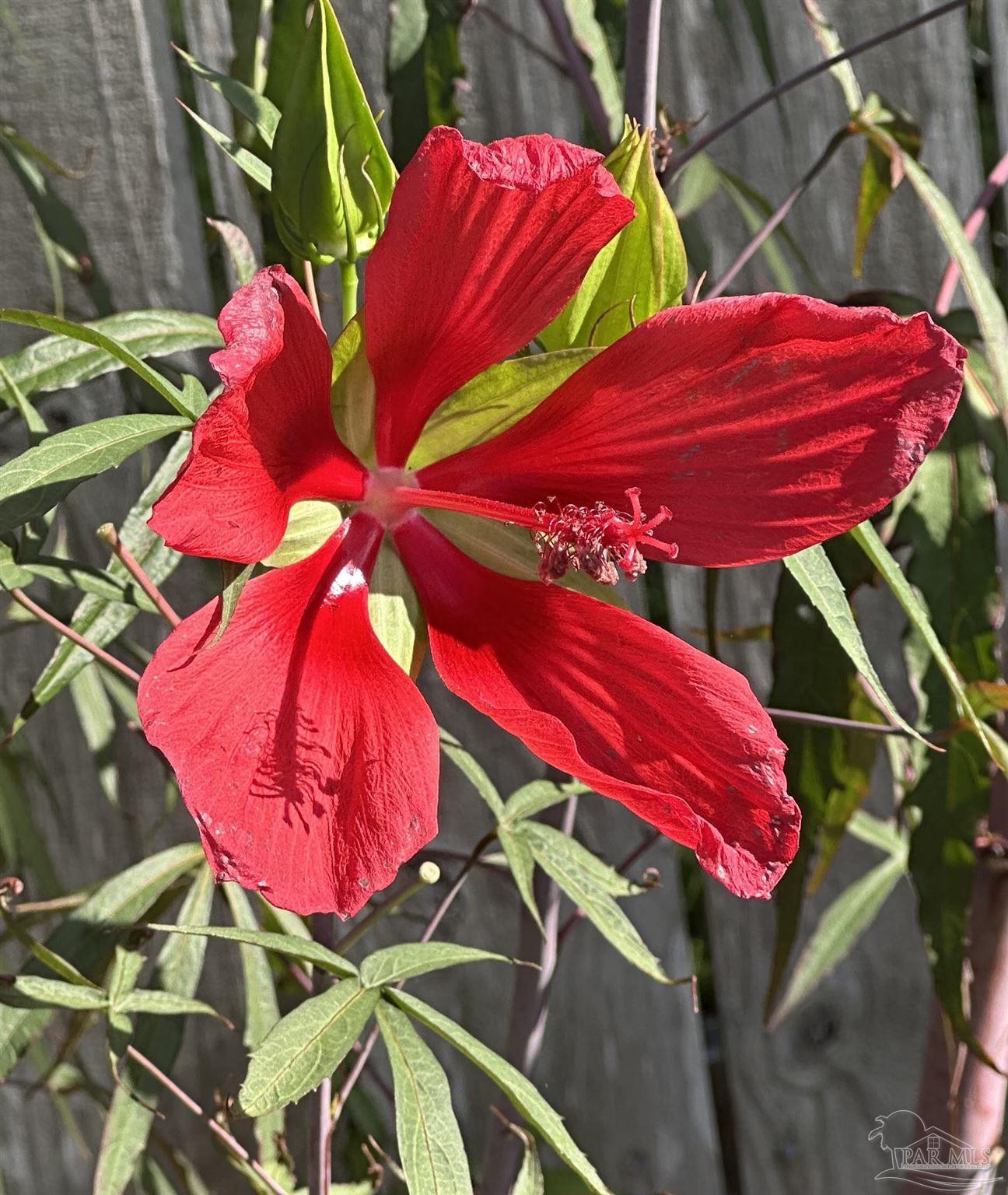 7305 Farmers Road Pensacola, FL 32526 - Photo 41 of 47 a view of a pool with red chairs