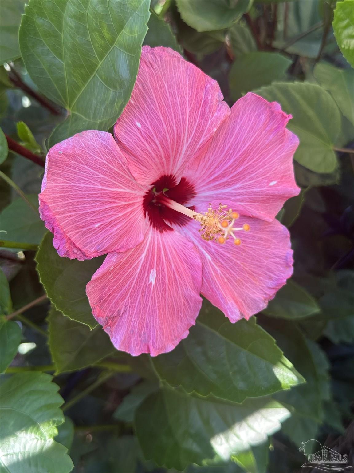 7305 Farmers Road Pensacola, FL 32526 - Photo 43 of 47 a view of a small yard in front of a house