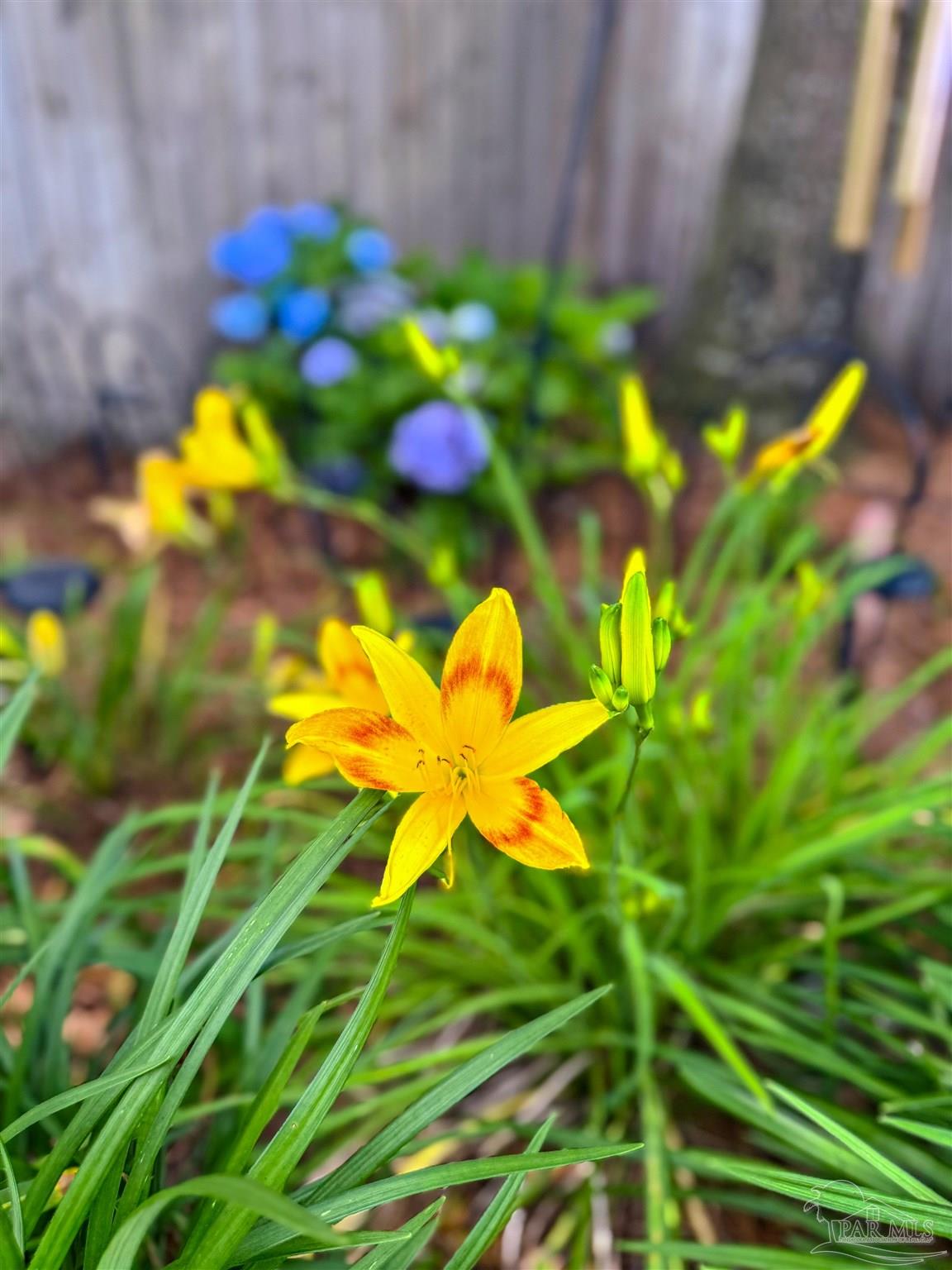 7305 Farmers Road Pensacola, FL 32526 - Photo 44 of 47 a view of a flower