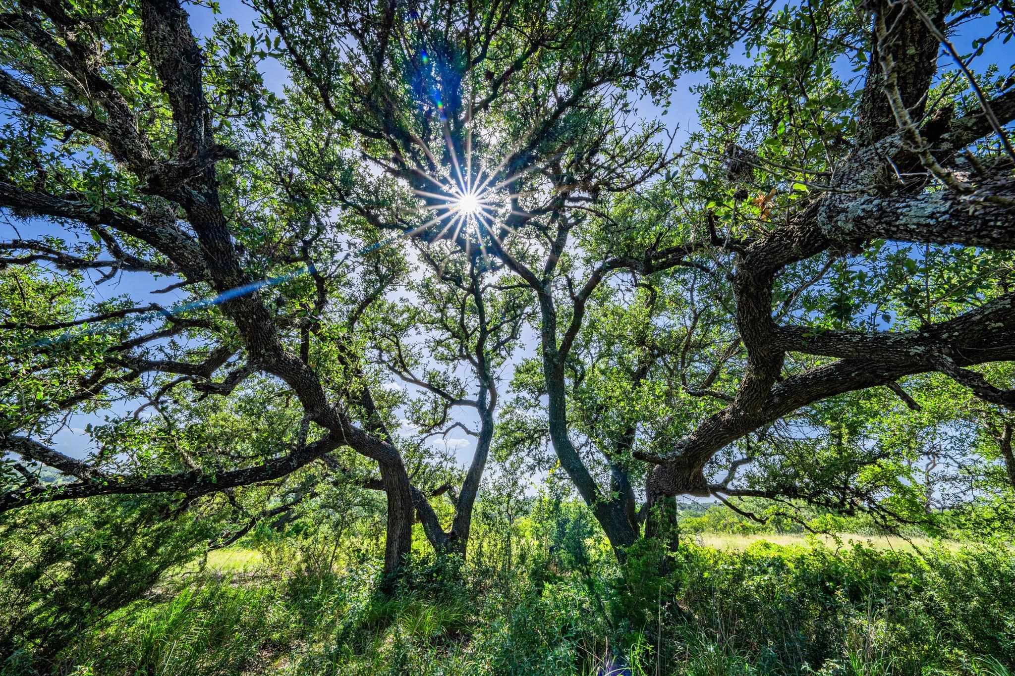 613 Cattle Creek Road Johnson City, TX 78636 - Photo 5 of 18