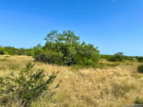 a view of a large yard with a tree