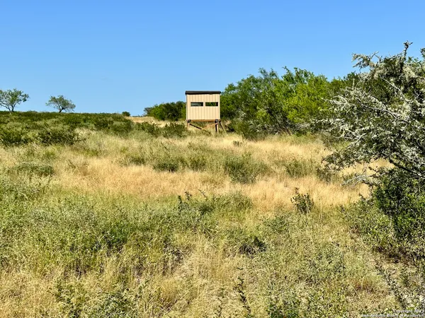 a view of a big yard with plants and large trees