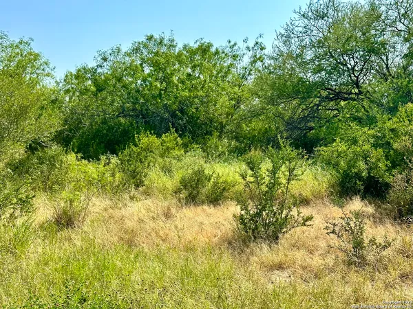 a view of a lake with a tree