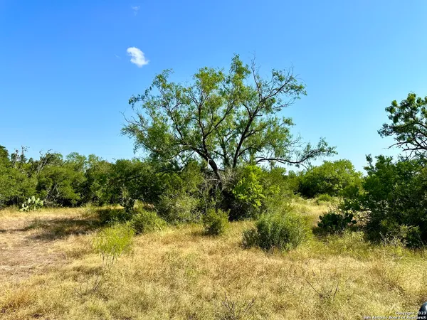 a close up of a plant in a garden