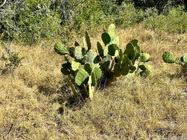 a view of a yard with plants